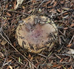 Russula vinaceocuticulata