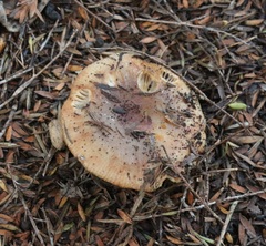 Russula vinaceocuticulata