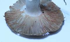 Russula vinaceocuticulata