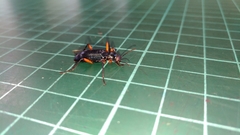 Strongylium erythrocephalum