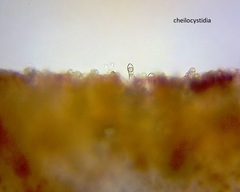 Russula vinaceocuticulata