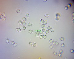 Russula vinaceocuticulata