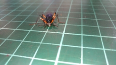 Strongylium erythrocephalum