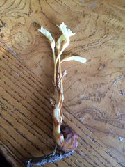 Aphyllon fasciculatum