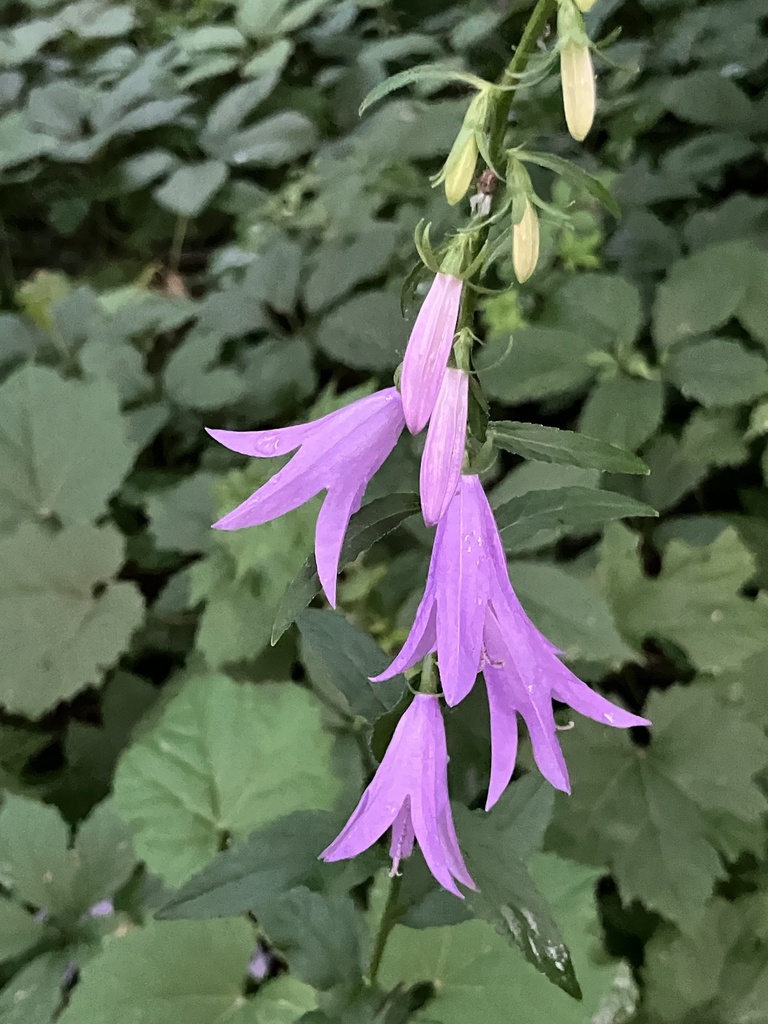Creeping Bellflower from 129th Ave N, Dayton, MN, US on July 20, 2024 ...