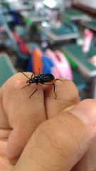 Strongylium erythrocephalum