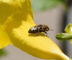 Acmaeodera mixta