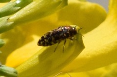 Acmaeodera mixta