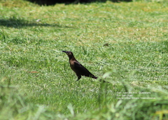 Quiscalus mexicanus