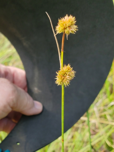 Image of Juncus brachycarpus by no rights reserved