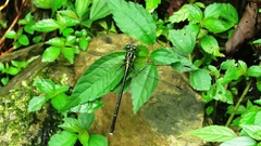 Leptogomphus sauteri formosanus