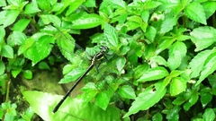 Leptogomphus sauteri formosanus