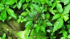 Leptogomphus sauteri formosanus