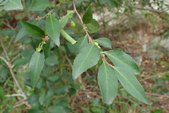 Maytenus acuminata acuminata