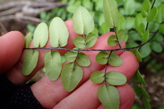 Pellaea pteroides