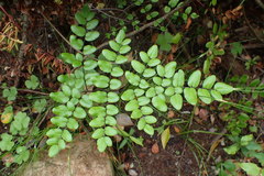 Pellaea pteroides