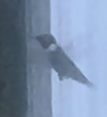 Ruby-throated Hummingbird photographed in Kentucky