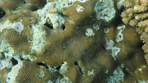 Goniastrea retiformis observed 2024-07-20
