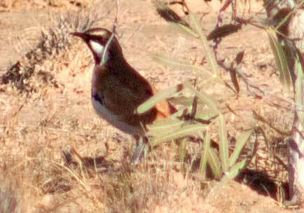 Cinclosoma cinnamomeum