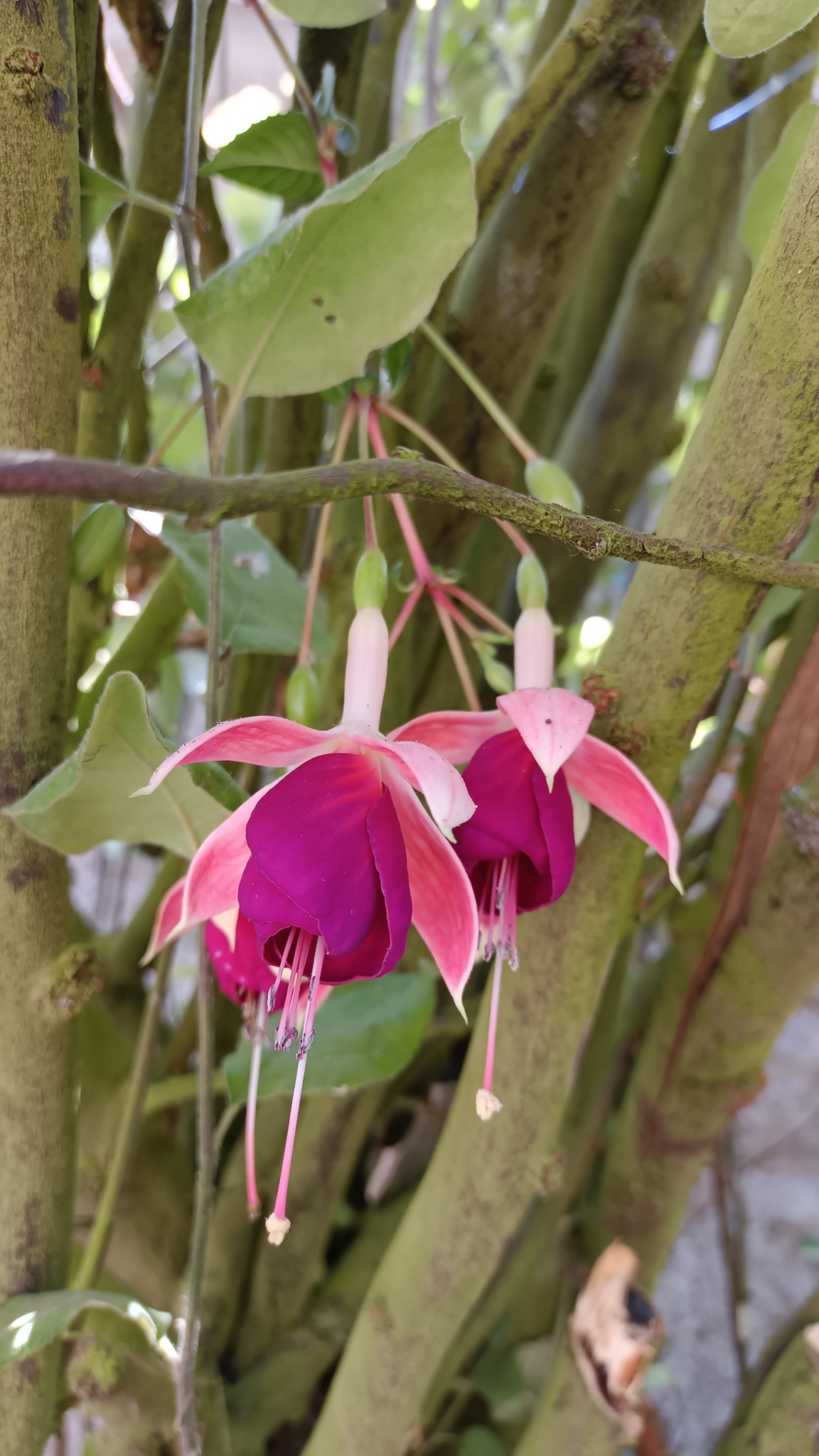 Imagem de Brinco-de-princesa