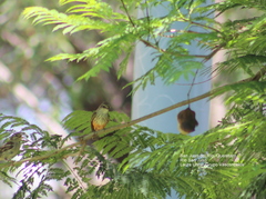 Pyrocephalus rubinus