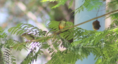 Pyrocephalus rubinus