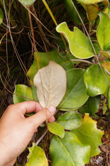 Brachyglottis rotundifolia
