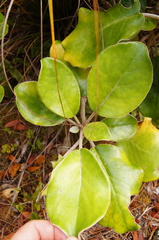 Brachyglottis rotundifolia