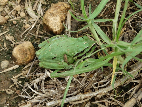 Dryophytes plicatus