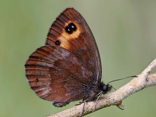 Scotch Argus photo 3