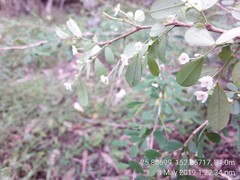 Synostemon albiflorus
