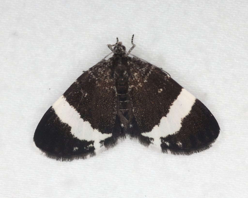 Trichodezia