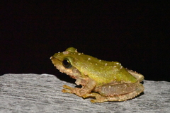 Boophis doulioti