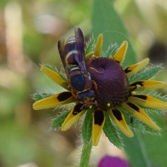 Euodynerus hidalgo hidalgo