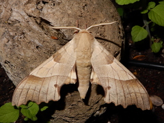 Marumba quercus