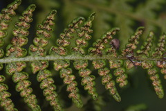 Hypolepis dicksonioides
