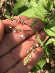 Veronica urticifolia
