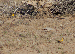 Epthianura aurifrons