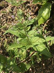 Veronica urticifolia