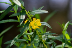 Heimia salicifolia