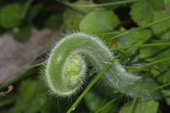 Hypolepis dicksonioides
