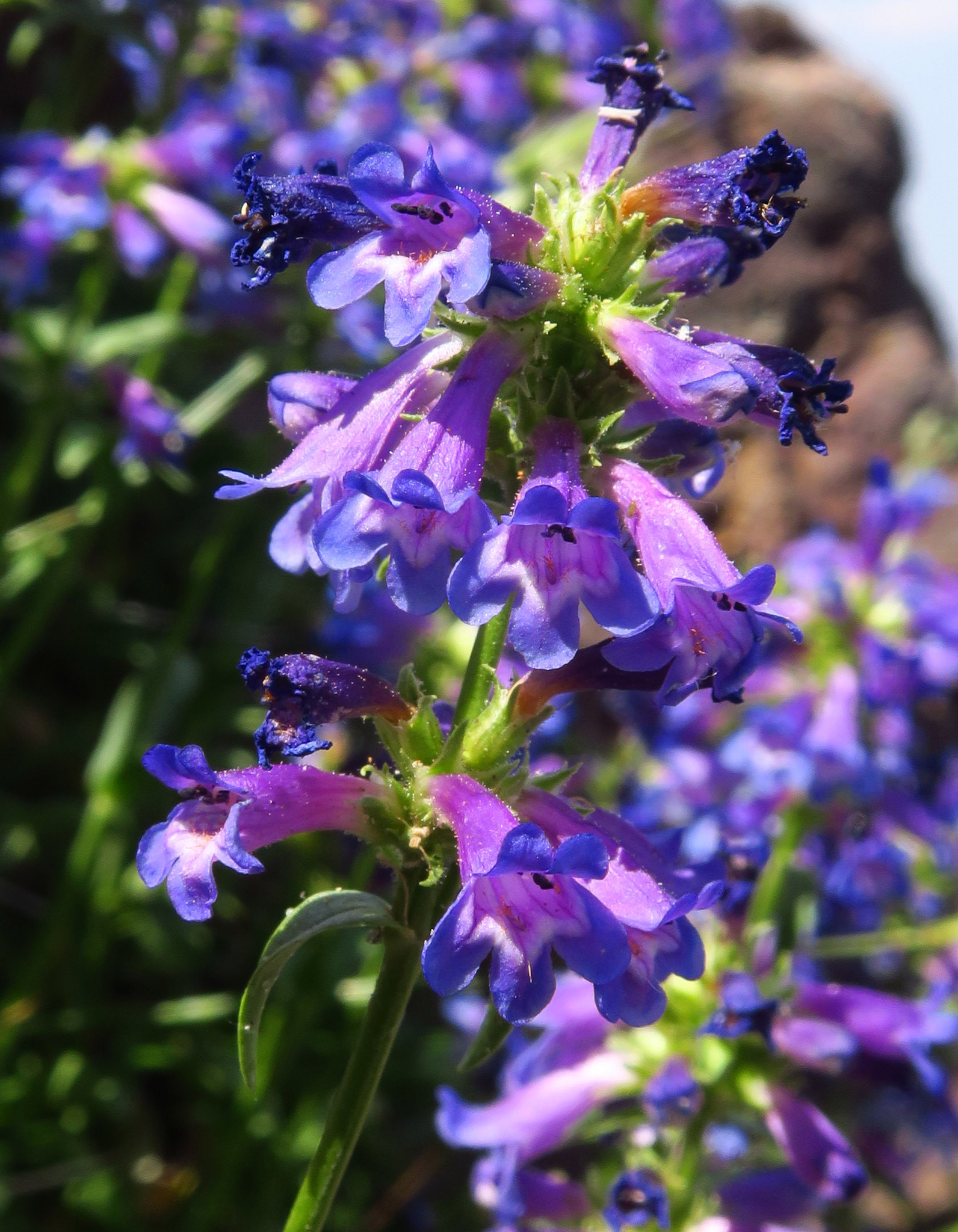 Penstemon spatulatus