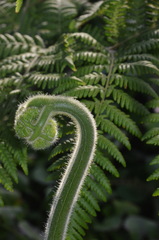 Hypolepis dicksonioides