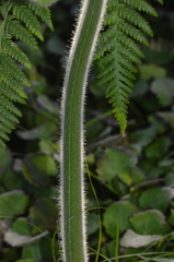Hypolepis dicksonioides