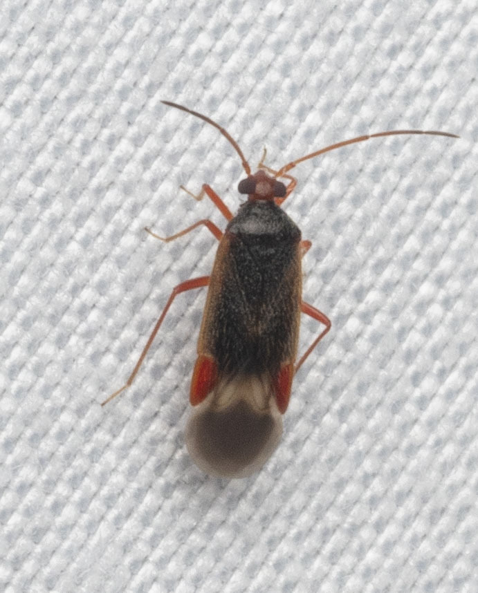 Ceratocapsus biformis