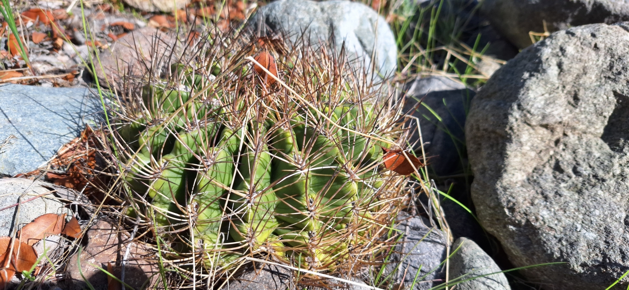 Eriosyce curvispina