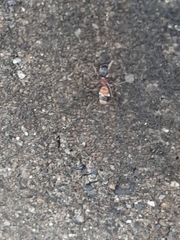 Myrmarachne inermichelis