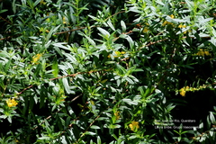 Heimia salicifolia