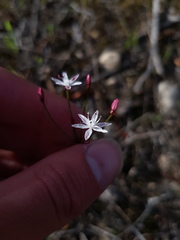 Strumaria tenella tenella