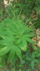 Cardamine heptaphylla